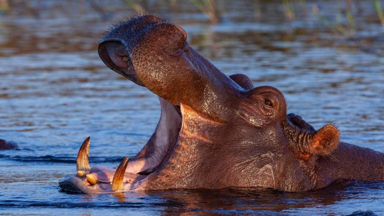 Two-year-old boy swallowed by a hippo saved